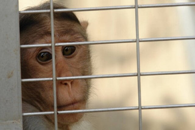 به نام شرکت ایلان ماسک شکنجه میمون ها