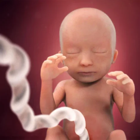 What is the size of a five-month-old fetus
