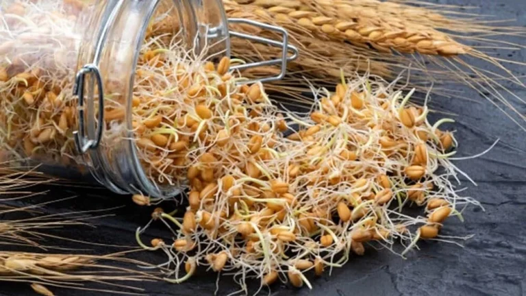 چربی سوز جوانه گندم