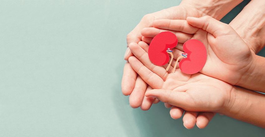 داروی گیاهی ایرانی سنگ کلیه بزرگ را پودر میکند