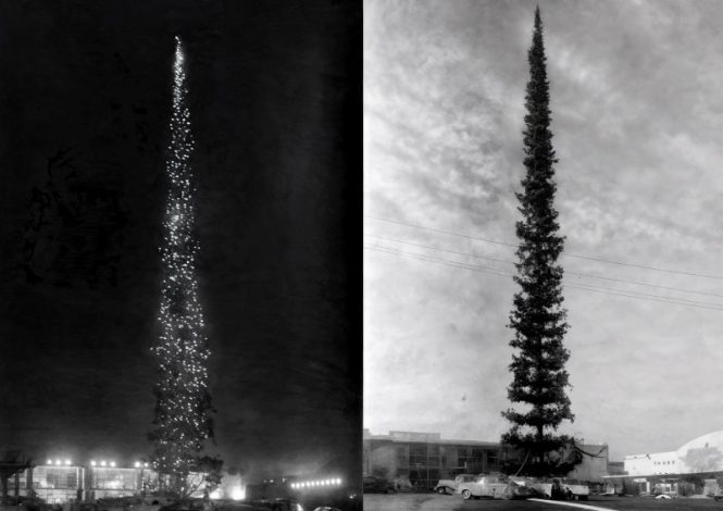 رکورد جهانی کریسمس: داستان بلندترین درخت دنیا در سیاتل