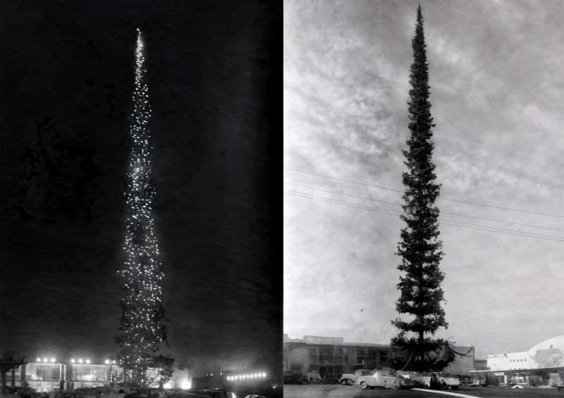 رکورد جهانی کریسمس: داستان بلندترین درخت دنیا در سیاتل